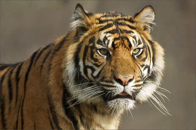 Portrait Sumatran Tiger