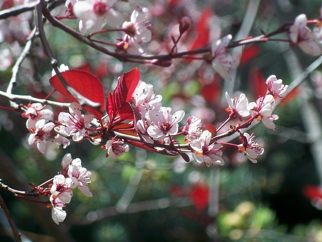 Tree Blossoms.