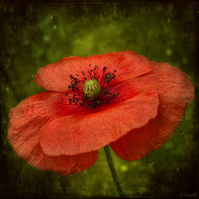 the poppy opens her scarlet purse of dreams
