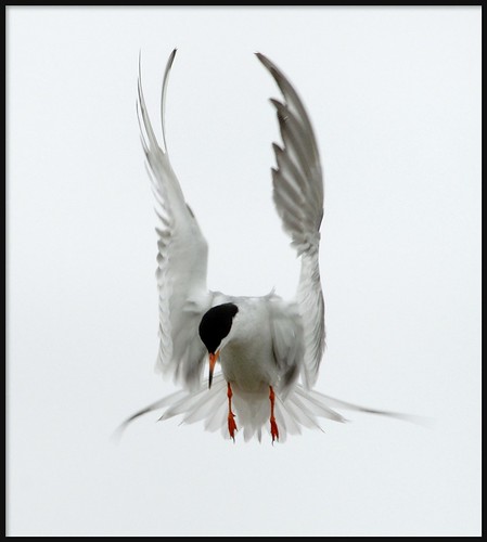 Tern by JaneShih335