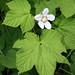 Flickr photo 'Rubus parviflorus' by: IvanTortuga.