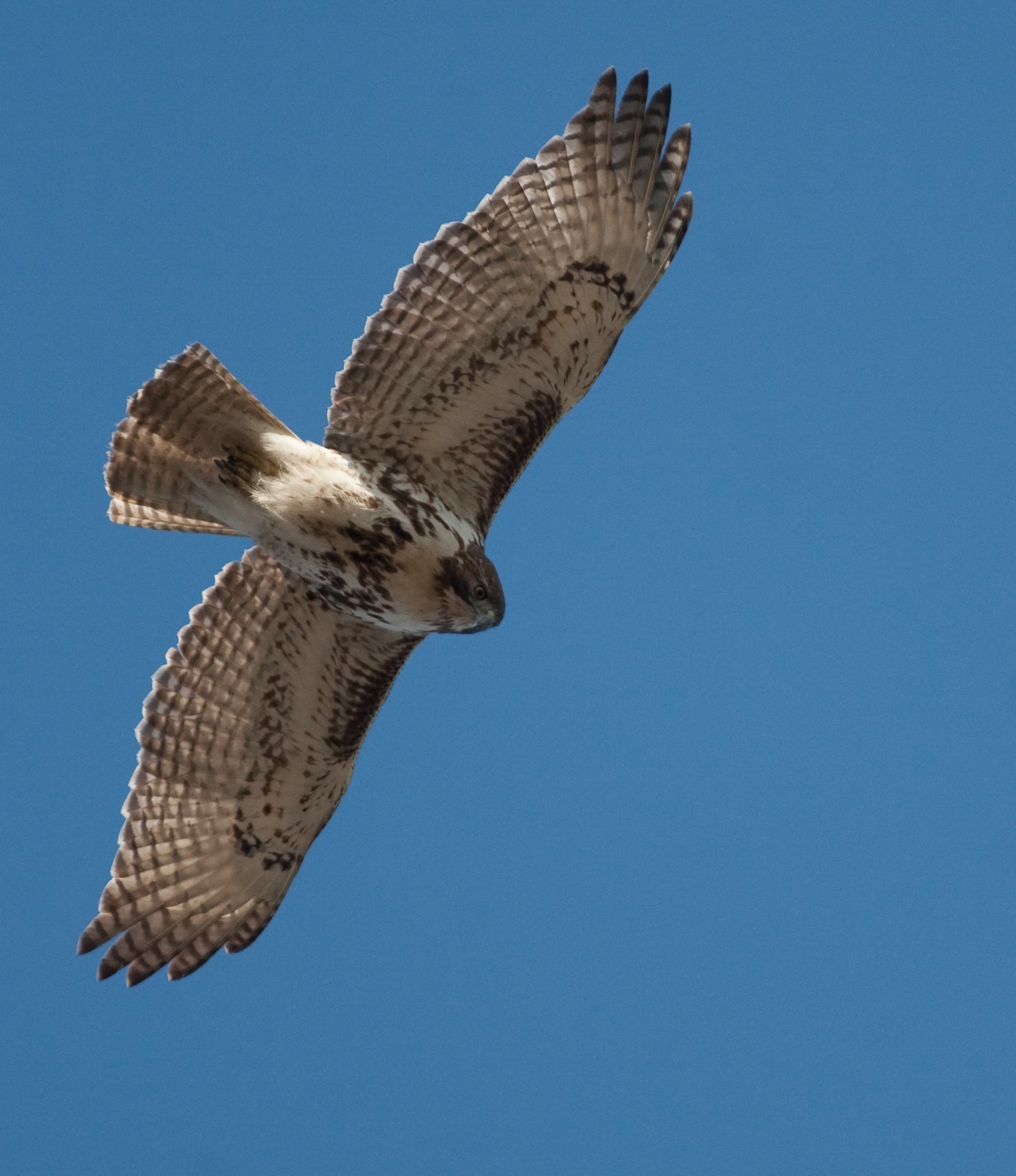 Red-tail