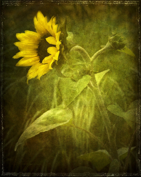 sunflower in the rain by dog ma
