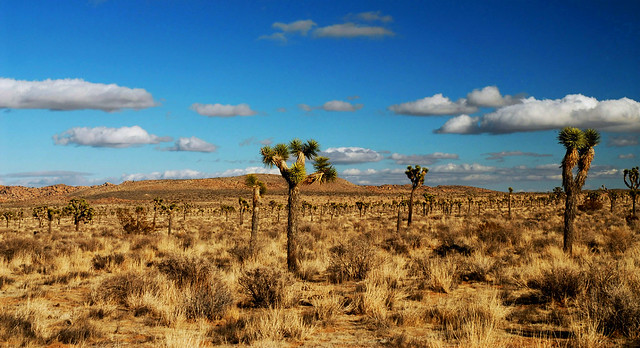 Desert View  'Joshua Tree National Park'