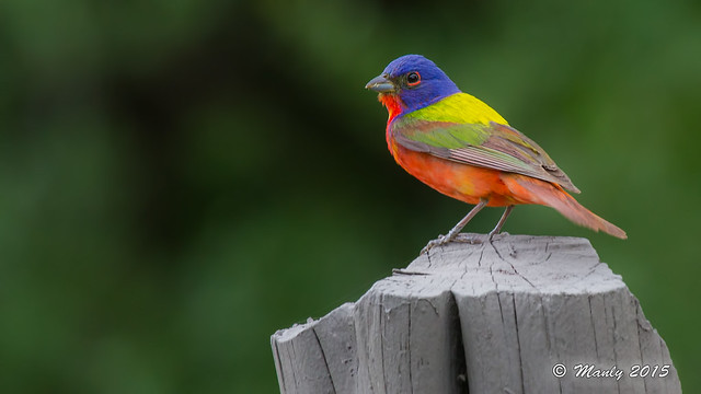 IMG_0099a Painted Bunting Wtrmk
