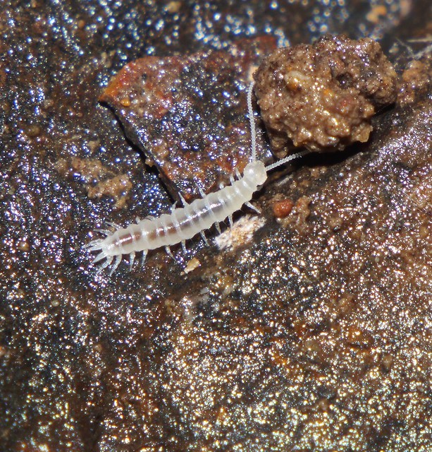 White symphylid Centipede Hanseniella sp symphyla Scutigerellidae Myriapoda sub phyllum Labiata Airlie Beach rainforest P1110129