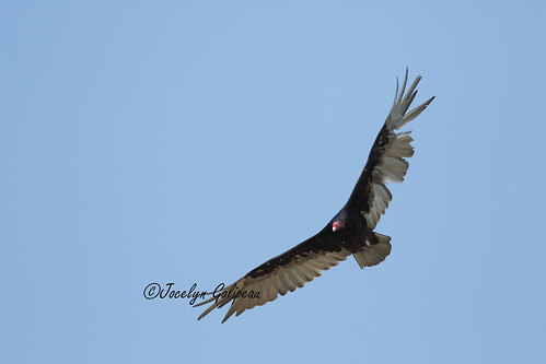 wild bird nature animal forest turkey flying wildlife vulture