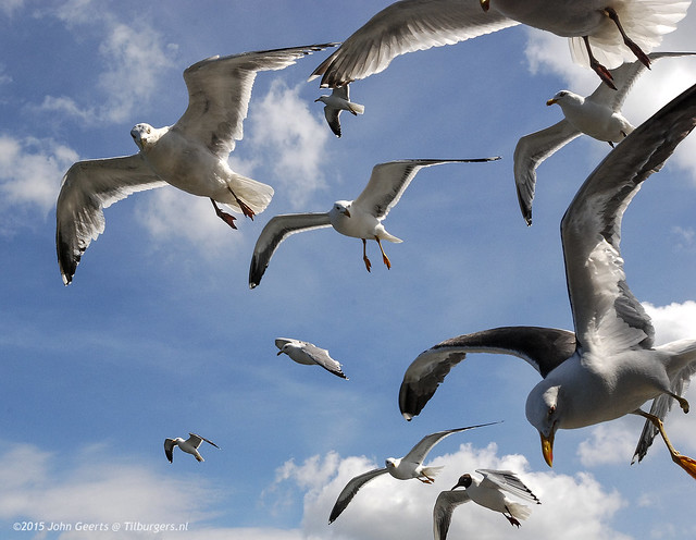 Seagulls-Holland