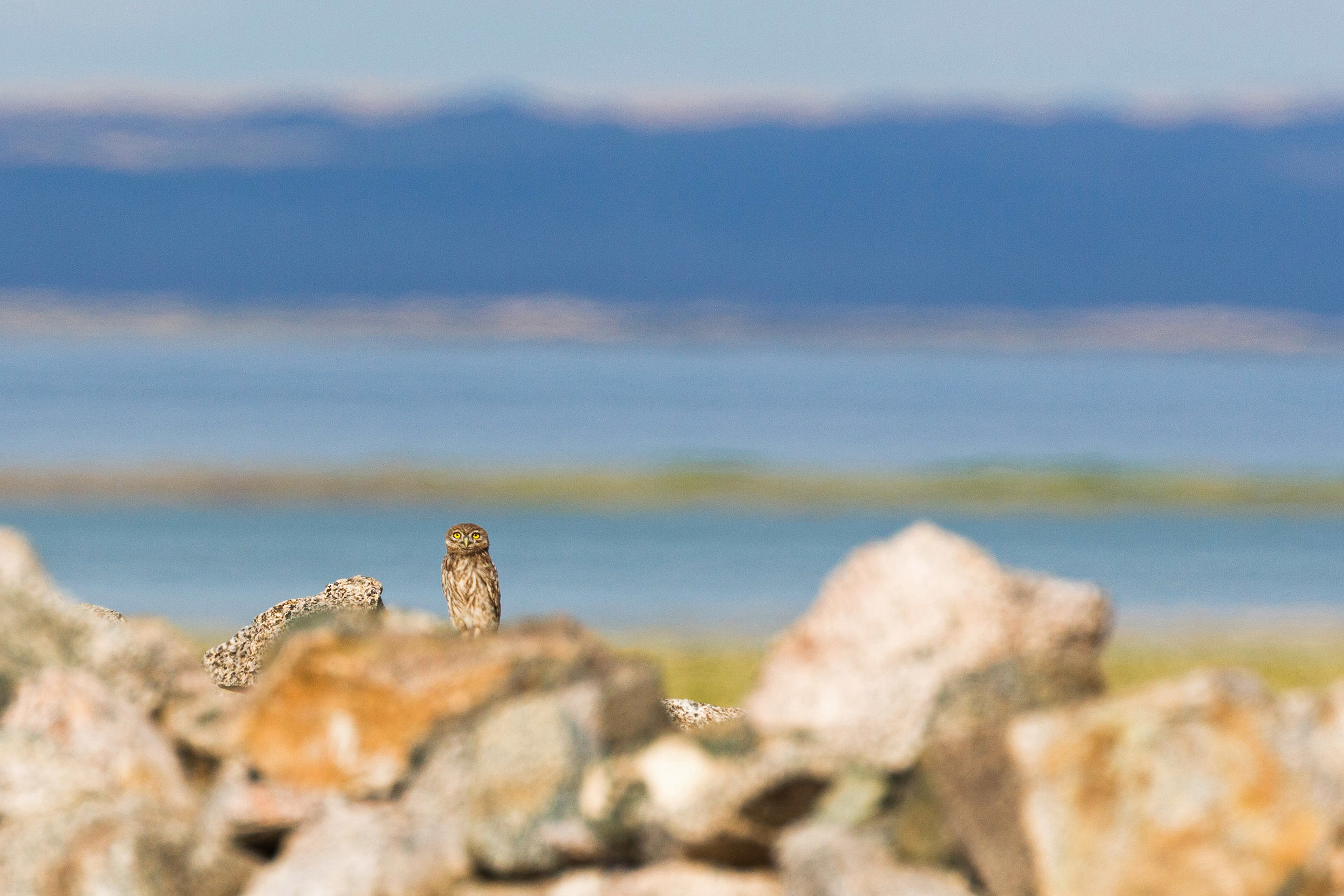 Little Owl - Mongolia