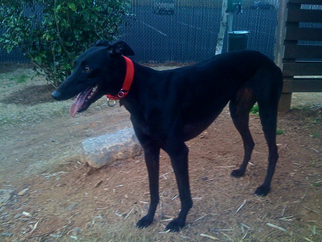 Dazey- My beautiful greyhound