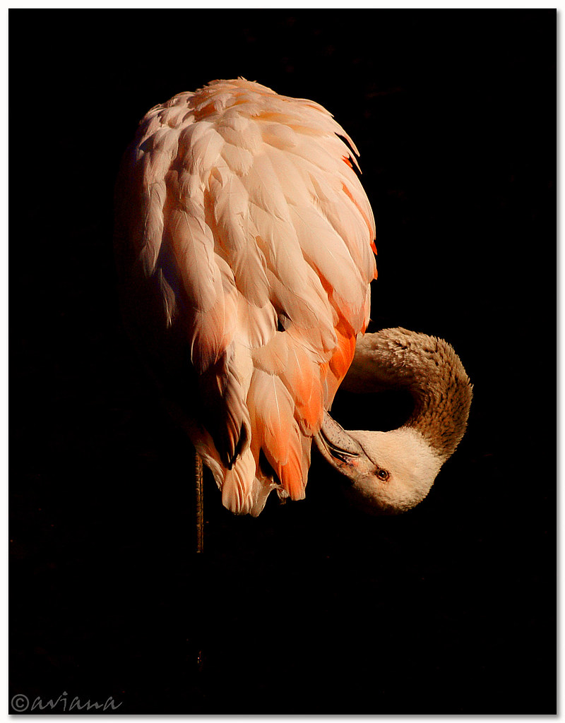 Flamingo by aviana2