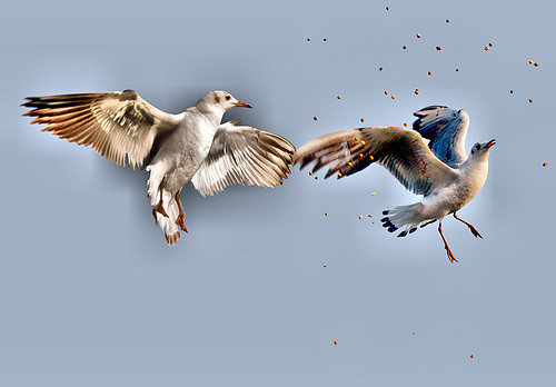 ' birds in flight '