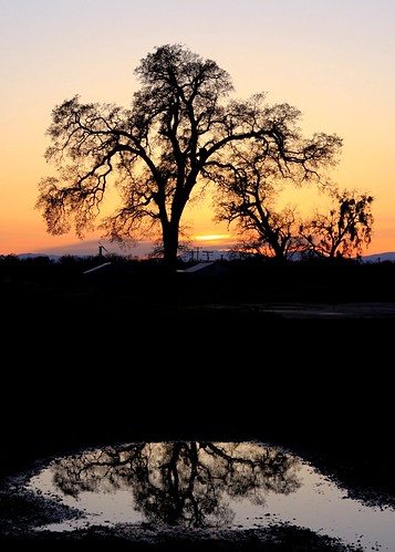 california trees sunset highway70