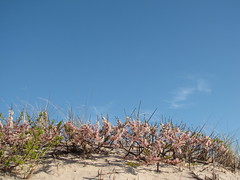 Pink dune flowers, Fire Island National Seashore