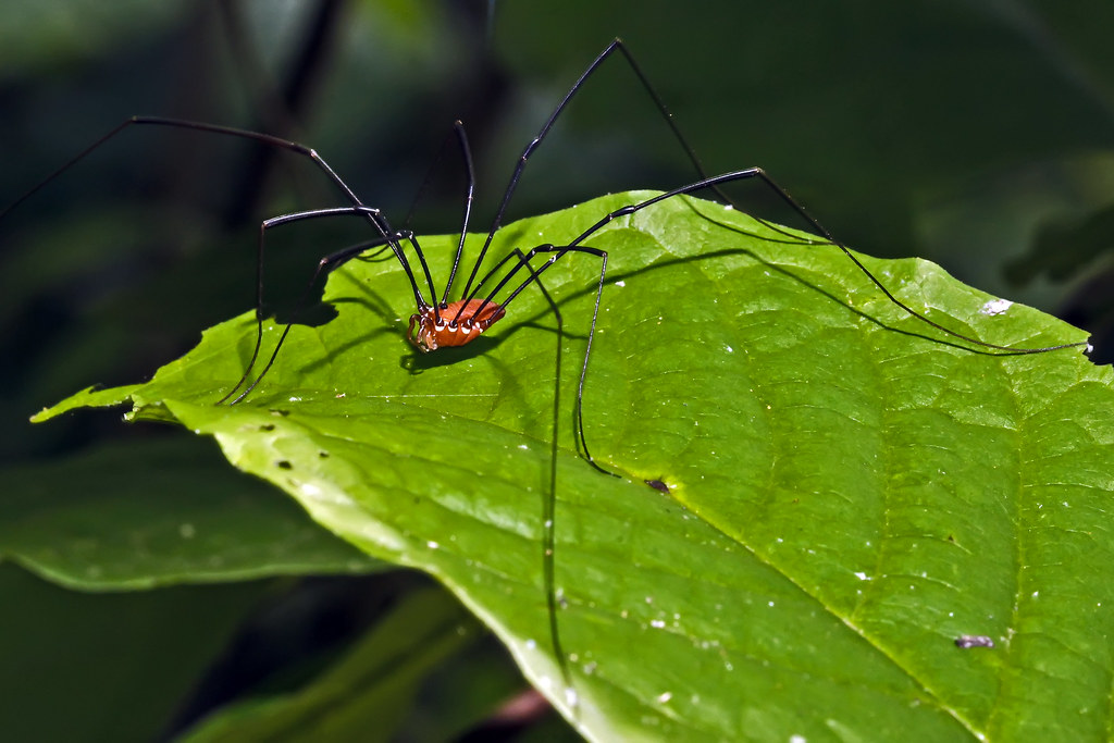 Mommy Long-Legs, This is actually a Harvestman spider. Comm…