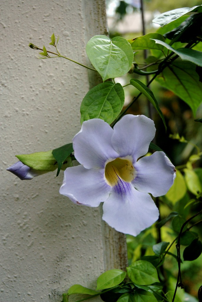 Blue Sky-flower (Thunbergia grandiflora)