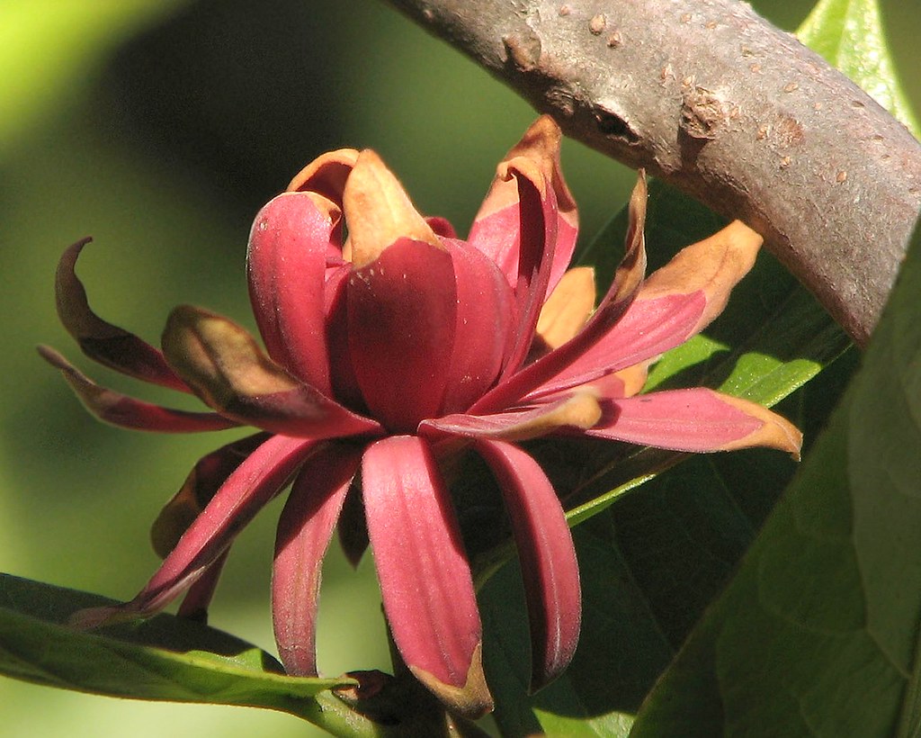 Spicebush blossom