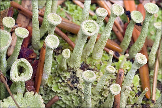 Cladonia fimbriata_4 | Cladonia fimbriata Trumpet Lichen Tro… | Flickr