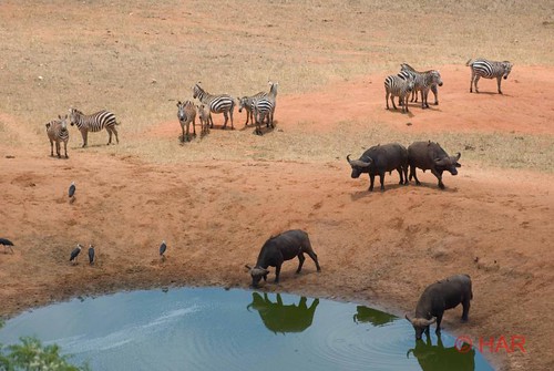 game buffalo nikon kenya reserve safari zebra tsavo d80 vosplusbellesphotos