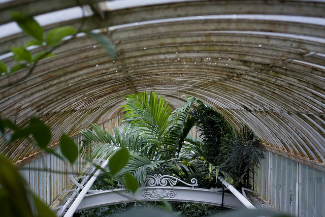 Reaching for the Roof, Kew Gardens