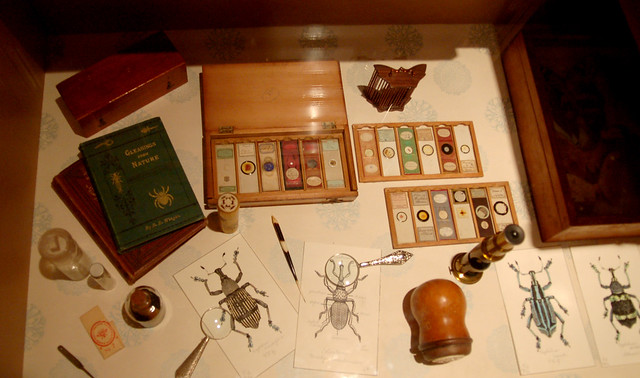 Tools of an Ametuer Entomologist