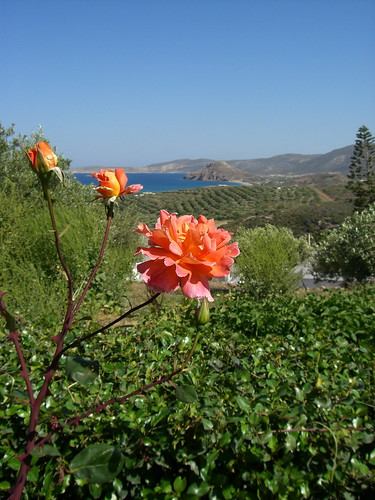 view with a rose