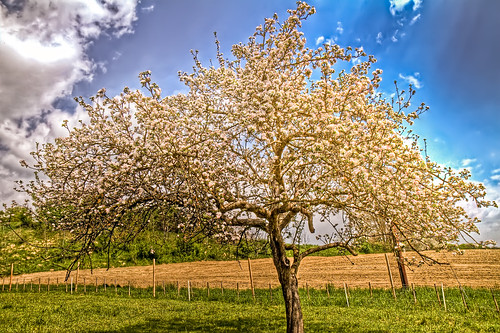 apple tree by hjjanisch