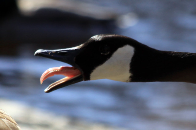 Canada Goose