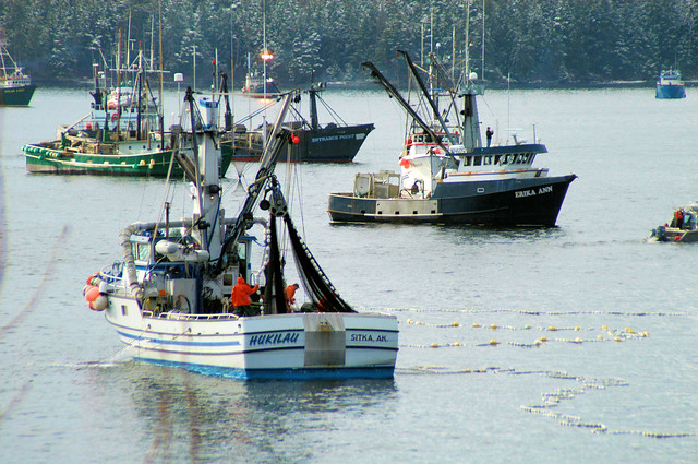 herring fleet_0224