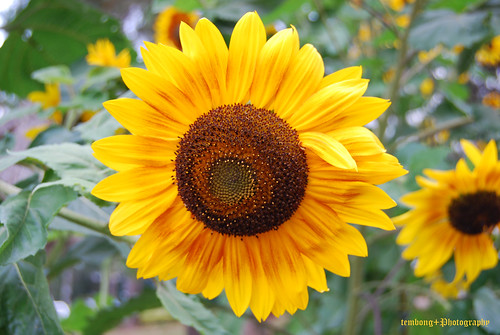 sunny sunflower | mondreymond | Flickr