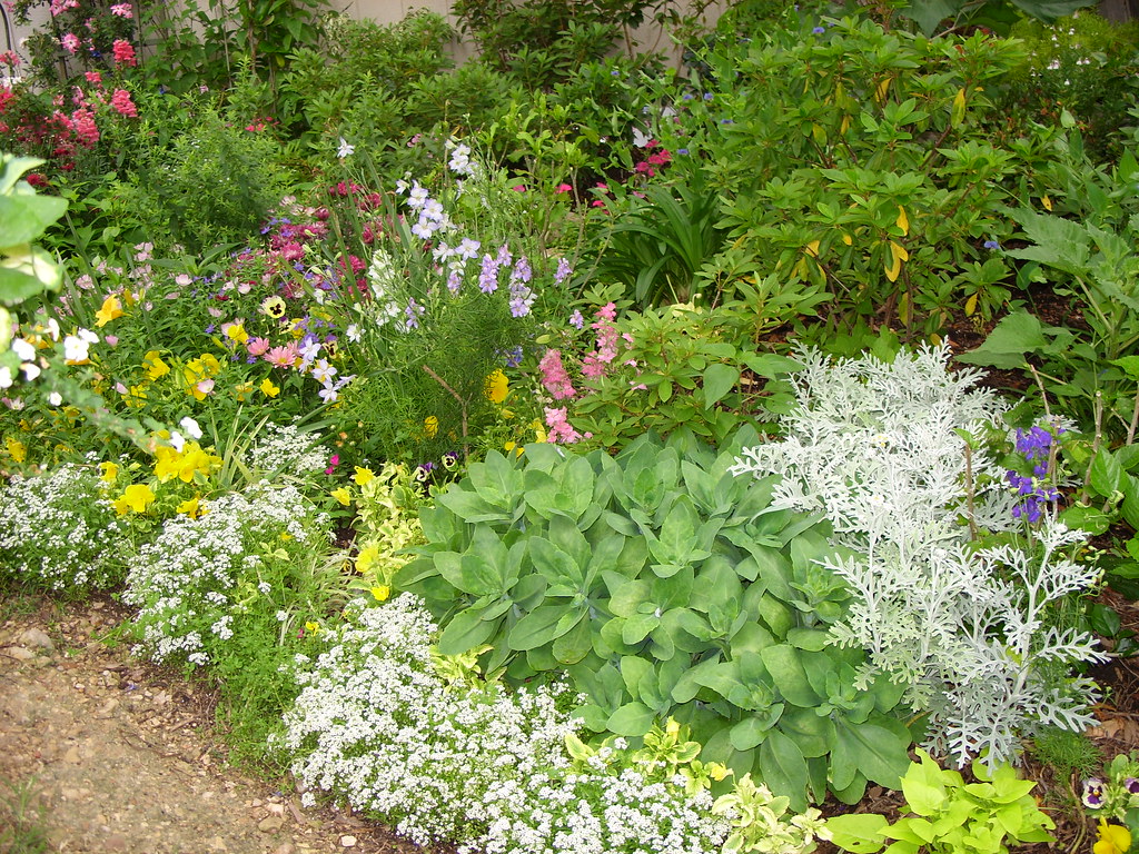 Image of Sweet alyssum and Snapdragons