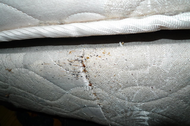 bed bugs on the box spring