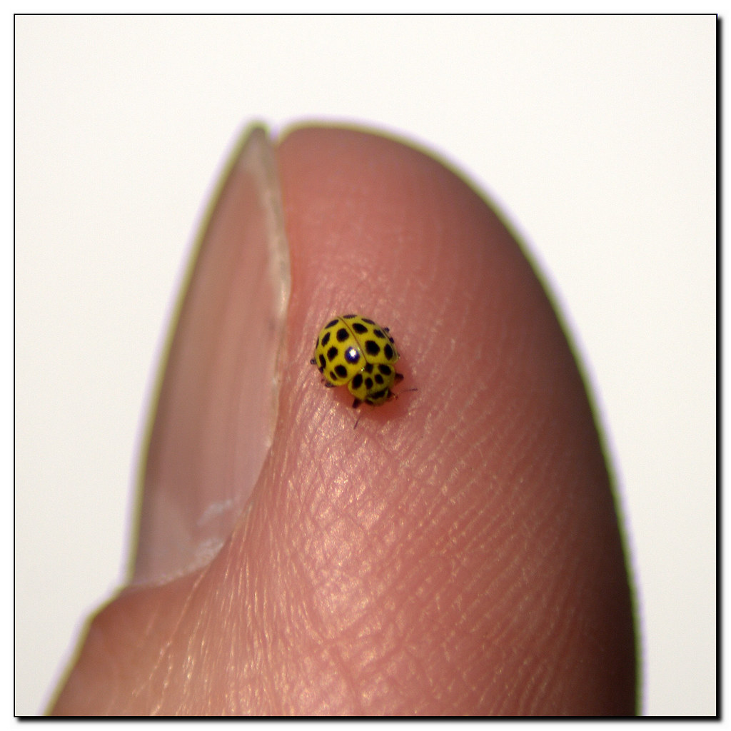 Thumb Up For Ladybug