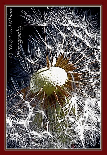Stage 14/16 (Dandelion from Flower-bud to final seed) by Tripod 01