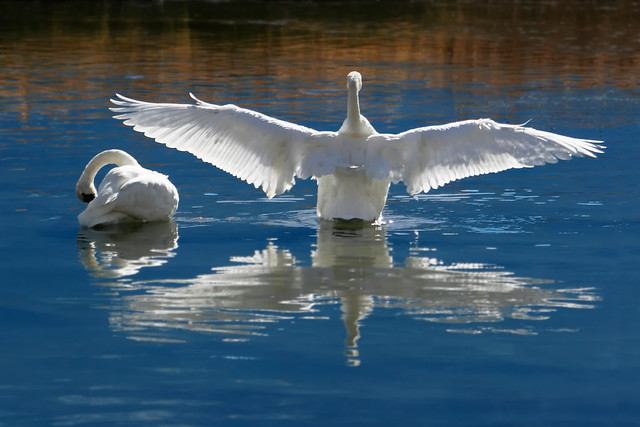 Courting Trumpeter Swans