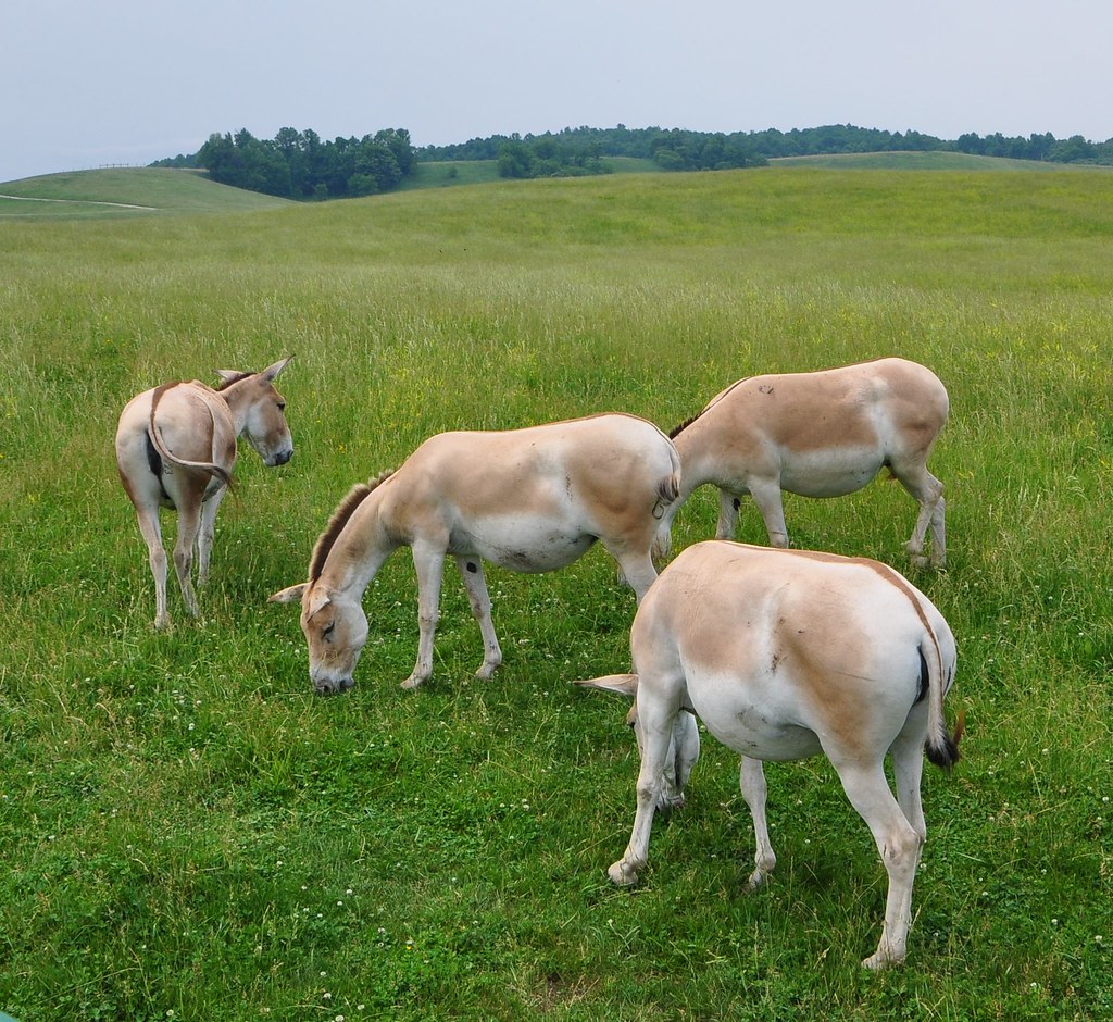 What is a Persian Onager?