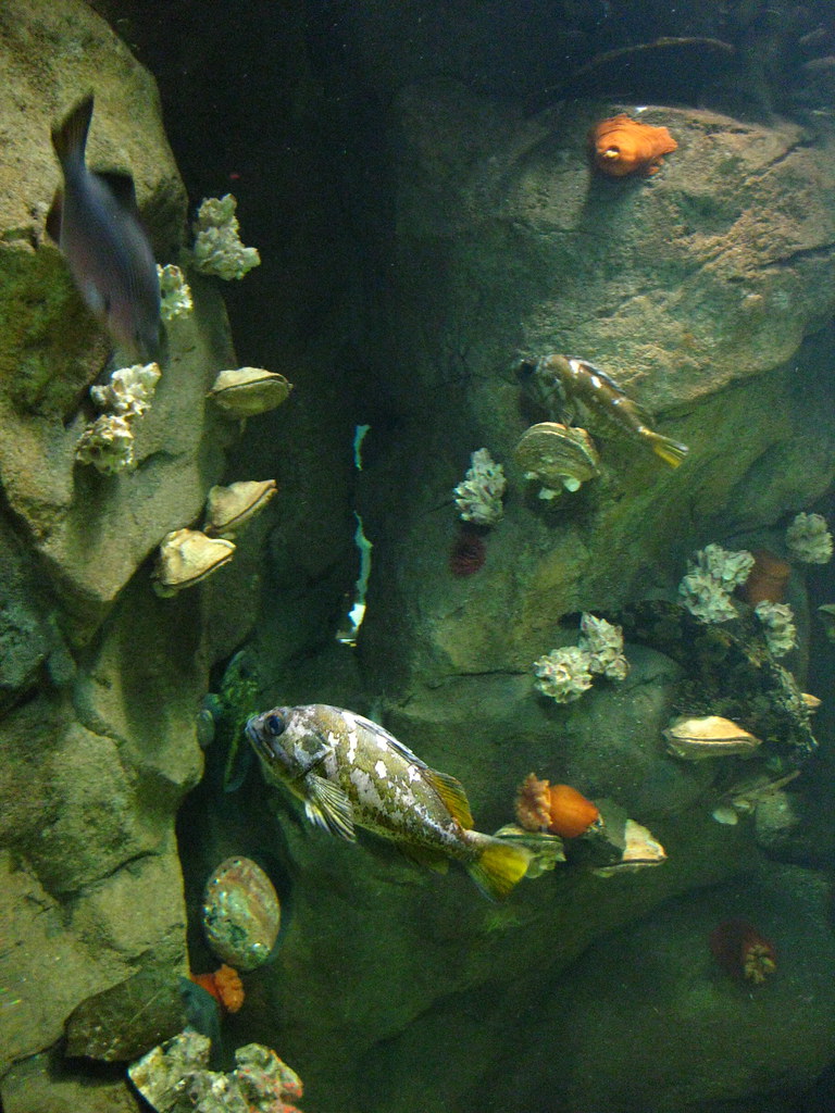 Fish