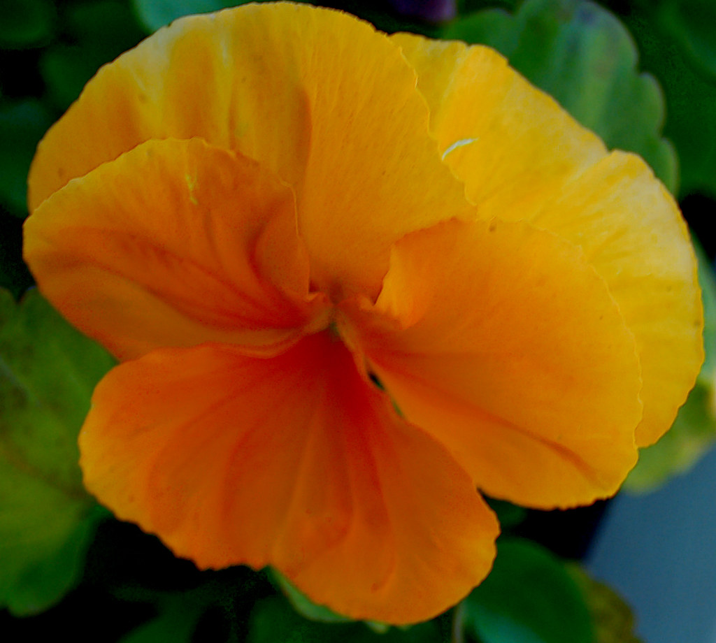 Pansey | flower | Deborah Ormsby | Flickr