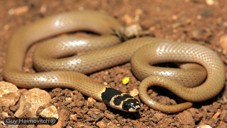 Roth’s Dwarf Snake (Eirenis rothi) שלוון טלוא ראש | Taken Ma… | Flickr