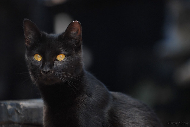 Black Cat Feral This ear tipped stray cat lives in an old … Flickr