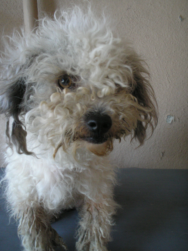 Noodle the Poodle - Shelter Dog | Noodle before his bath ...