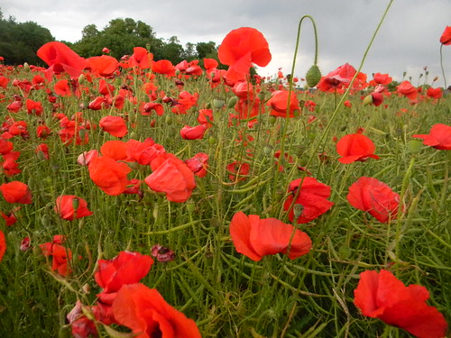 Top of the poppies Petersfield to Rowlands Castle
