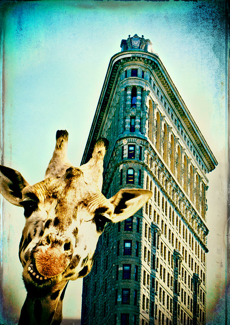 Giraffe mugging for the camera in front of the Flatiron Building