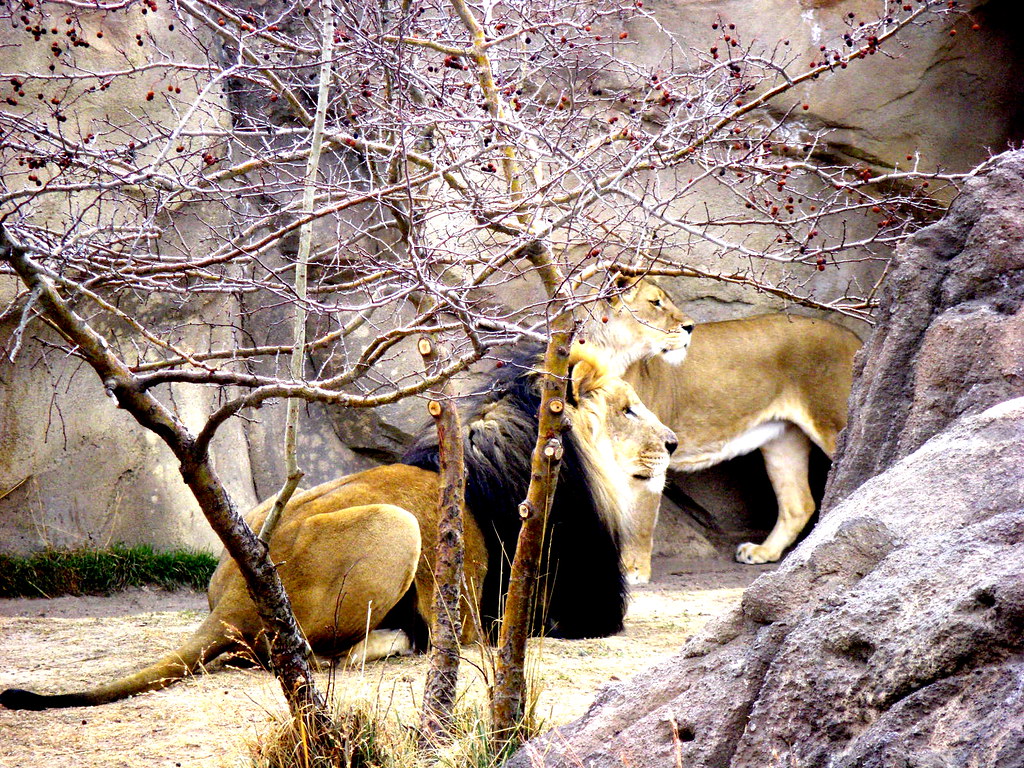 the mating habits of lions (2) | Denver Vacation Feb. 10. 20… | Flickr