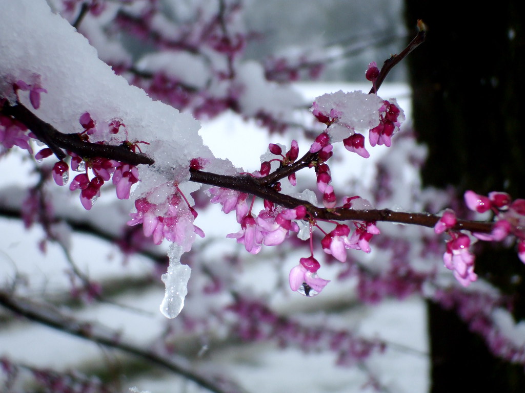 Redbud | A redbud tree in bloom is covered with snow and ice… | Flickr