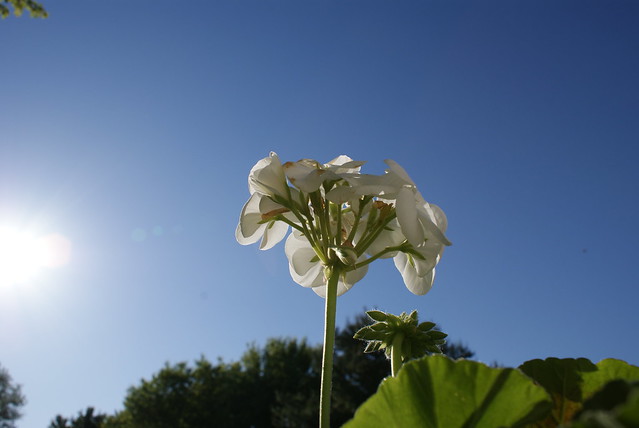 white geranium- perspective