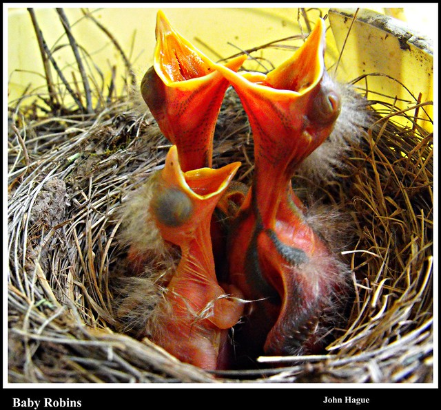 Baby Robins have arrived !!