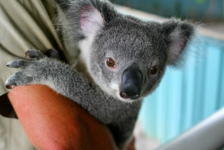 Koala | by sporkist