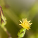 Flickr photo 'Lactuca canadensis WILD LETTUCE' by: gmayfield10.