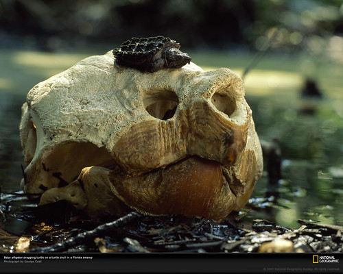 National Geographic  :: "Baby alligator snapping turtle on a turtle skull in Florida Swamp."  ..photo by George Grail (( 1999 ))  [[ Courtesy of N.G. ]] by tOkKa